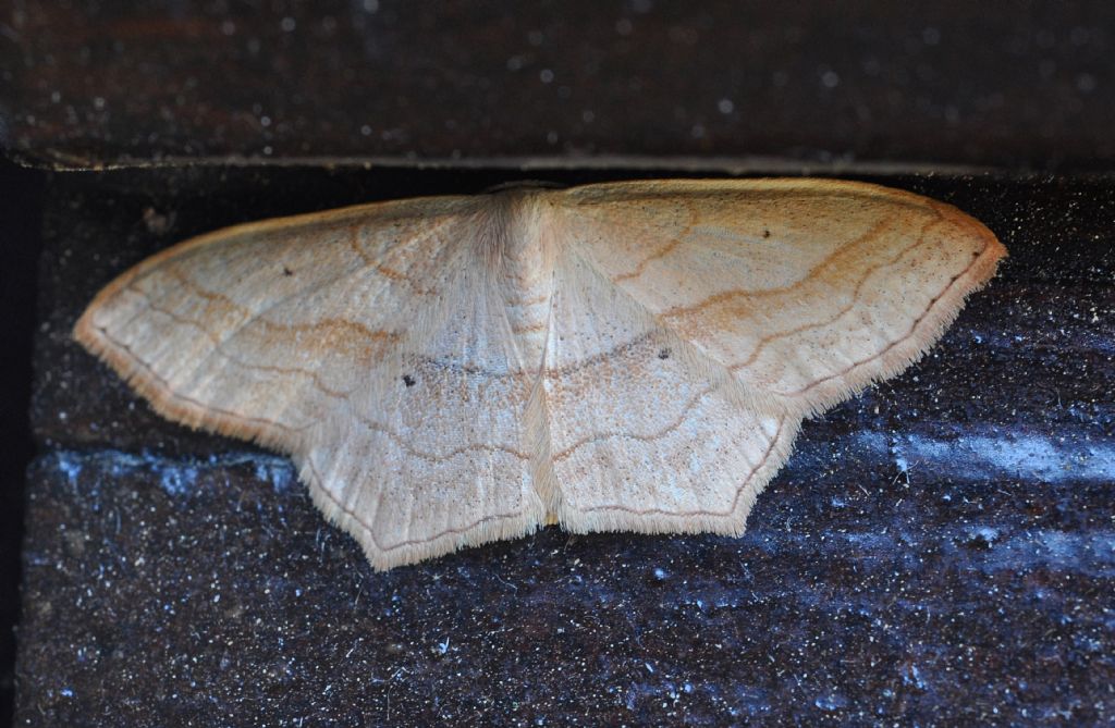 Geometridae da id (3) - Scopula (Calothysanis) imitaria